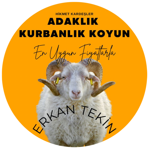 Adana Adaklık Koyun
